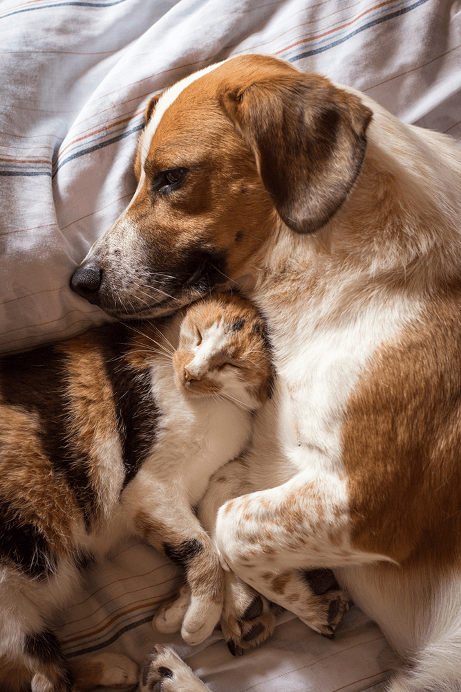 cat and dog diagnostics kenosha wi