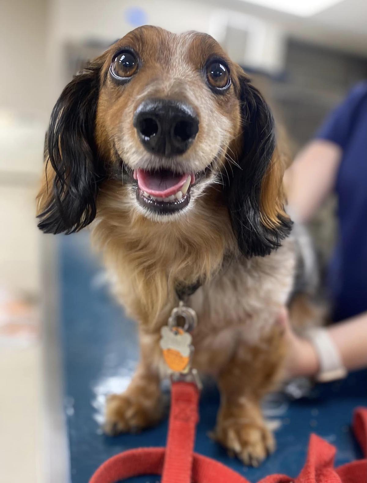 cute dog visits vet