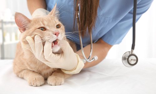 vet-examining-cat's-teeth-at-clinic