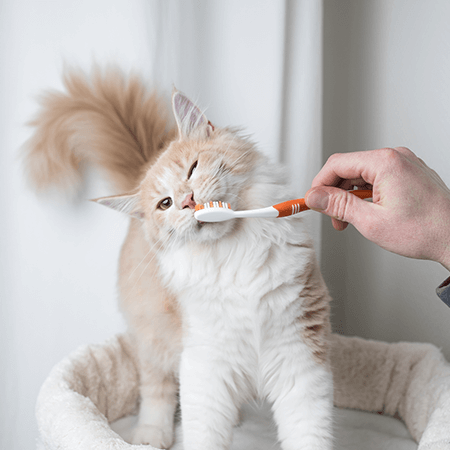 cat and dog teeth cleaning kenosha wi