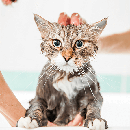 cat receiving bath