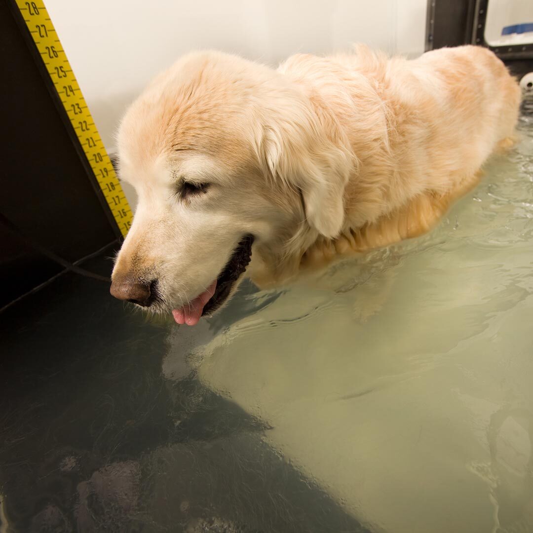 hydrotherapy for dogs in kenosha, WI